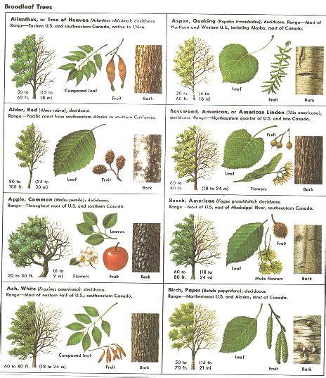 Chart Minnesota Tree Identification