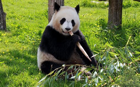 Pictures Giant Panda Bear Grass Sitting Animals 1920x1200