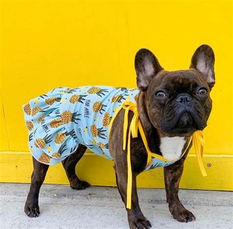 Look At This Cute Pineapple Puppy Do You Dress Your Dog Up What Are