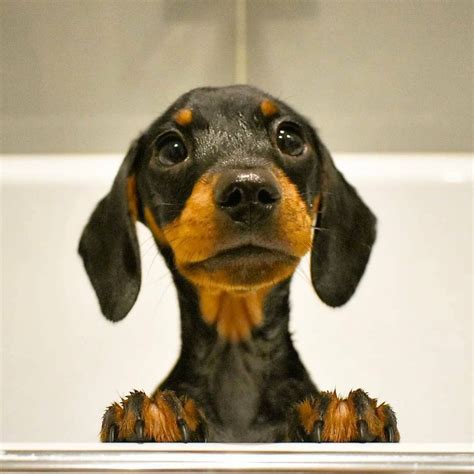 20 Pictures Of Dogs Will Melt Your Heart Dogs Dog Pictures Dachshund