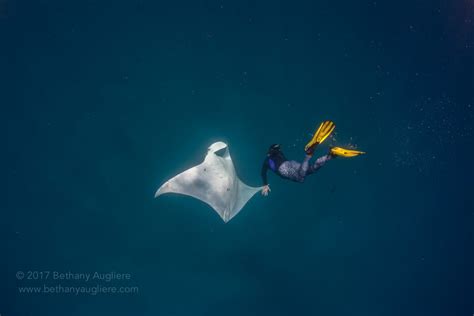 Possible Giant Manta Ray Nursery Discovered Off Coast Of Florida