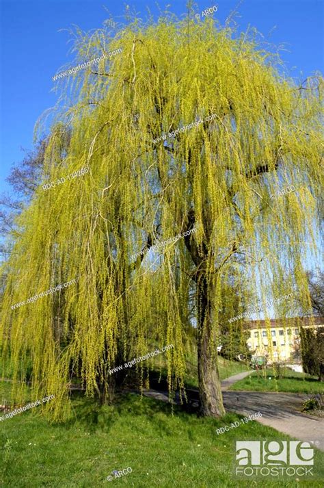 Golden Weeping Willow Salix Alba Tristis Stock Photo Picture And