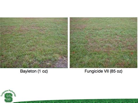 Turfgrass Disease Updates For Golf Courses New Granular Fungicides For