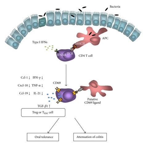 The Role Of Cd69 In Mucosal Immunity Activation Of Intestinal Cd4 T