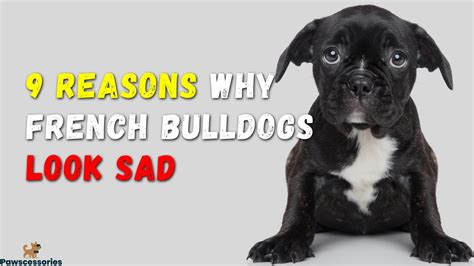 9 Reasons Why French Bulldogs Look Sad And Depressed Tips