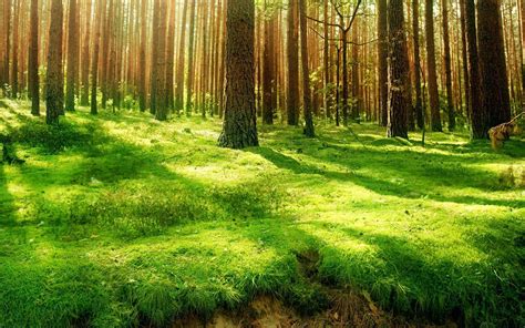 Forest Backgrounds Pictures Wallpaper Cave