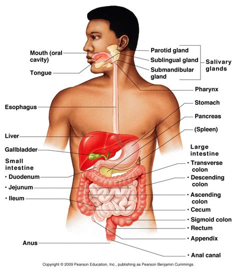 Digestive System Overview Anatomy And Physiology