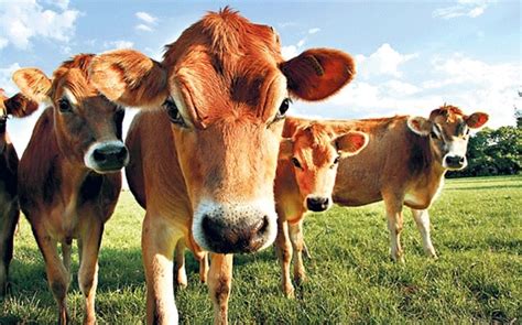 A beef yearling will cost about $700 and will be based on weight. Dairy farmer's son John Whaite counts the true cost of ...