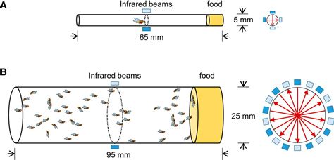 Sleep In Populations Of Drosophila Melanogaster Eneuro