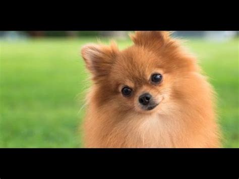 Begitu populernya anjing bernama boo ini, membuat boo memiliki facebook page khusus dirinya. 5 ANJING PALING LUCU DI DUNIA PART2 - YouTube