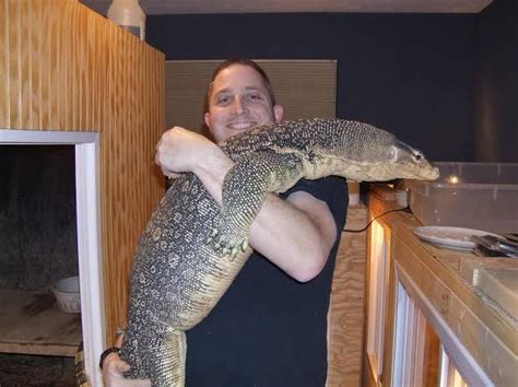 Is This How Big Monitor Lizards Are Pets Nigeria