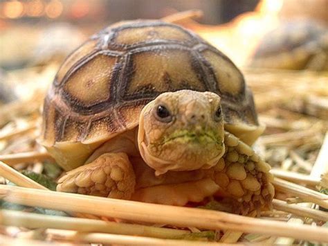 Cute Cats And Many Other Adorable Animals Cute Tortoise Baby Tortoise