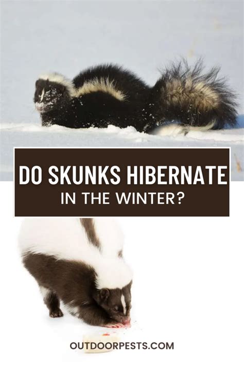 Do Skunks Hibernate In The Winter
