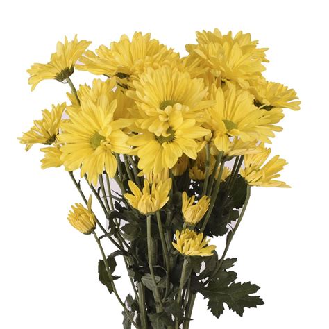 Daisies 60 Stems Of Yellow Fresh Cut Flowers By Bloomingmore
