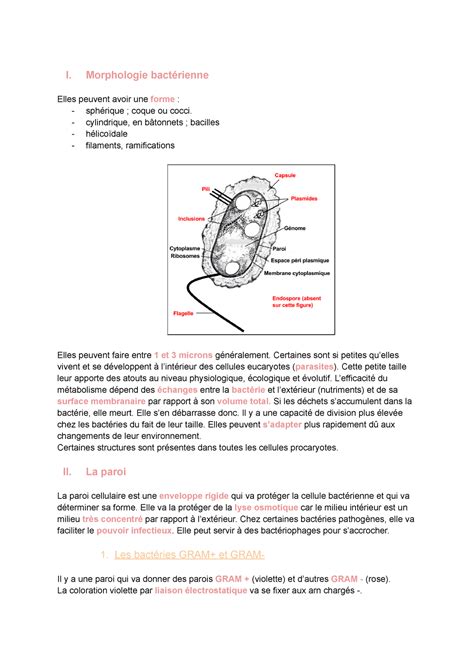 Microbiologie Partie R Sum De La Morphologie Et De La Paroi Des