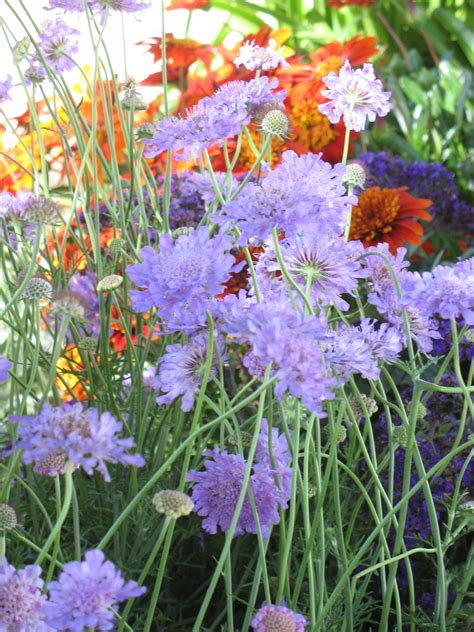 Scabiosa Vivid Violet Living Fashion