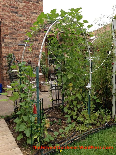 Growing Cantaloupe Vertically The Fervent Gardener