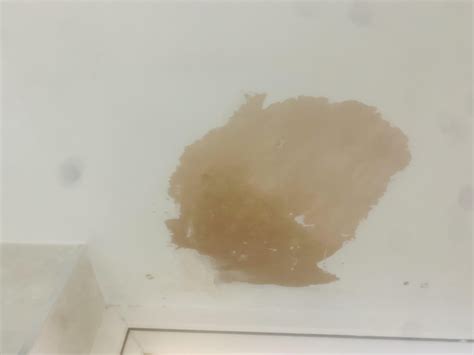 Damp Patch In Bathroom Ceiling Plaster Tried Damp Seal But Flaked Off