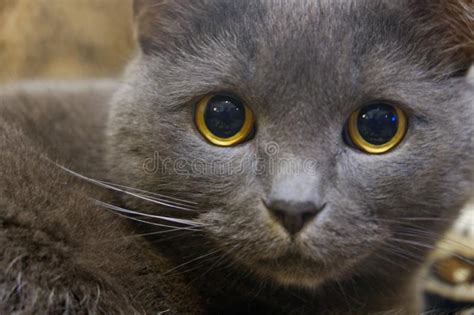 Close Up Portrait Of A Gray Cat With Yellow Eyes Stock Photo Image Of