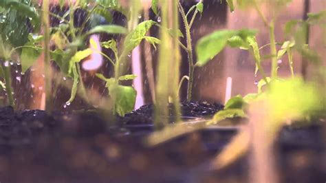 Macro Slow Motion Watering Plants Youtube