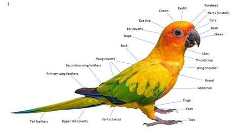 Parrot Biology Parrot Biology Parrots Guide Omlet Us