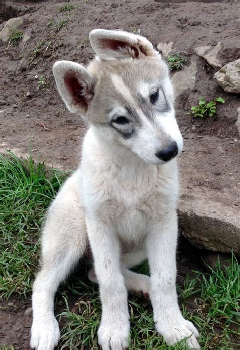 Also known as the canadian huskies, or canadian inuit dogs, the canadian eskimo dog is a bigger, stronger and fluffier version of the wolf. Siberian Husky/Czechoslovakian Wolfdog Puppies. | Kington ...