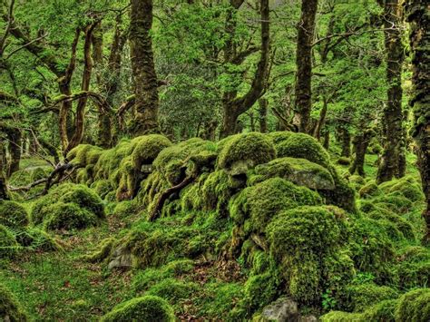 Fairy Landscape Moss Magic Vegetation Surreal Beauty Woods Magical