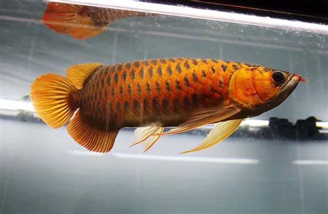 Sebagian orang memilih untuk memelihara ikan hias air tawar sebagai hobinya. Arwana - ikan hias air tawar | Binatang Peliharaan