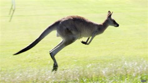 El único Animal Que Camina Con Cinco Patas Bbc News Mundo