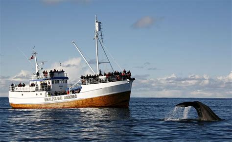 Whale Watching Around The World Blog Discover The World