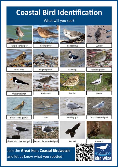 Coastal Bird Identification Sheet Bird Wise East Kent