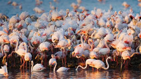 Flamingos Camargue Bing Wallpaper Download
