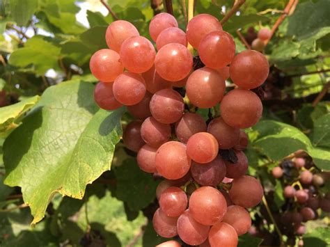 Will Climate Change Help Hybrid Grapes Take Root In The Us Wine