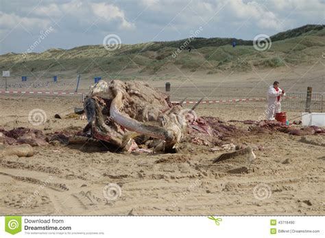 Whale Stranded In Netherlands Editorial Image Image Of