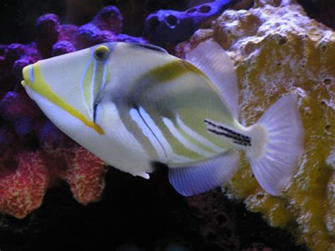 Humu Picasso Triggerfish Rhinecanthus Aculeatus Photos