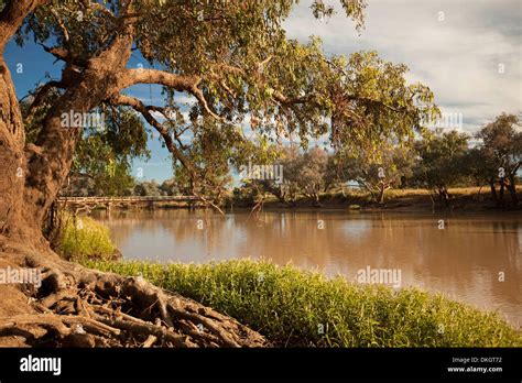 Ward River With Native Yapunyah Trees And Grasses On Riverbank Flowing Through Outback Landscape