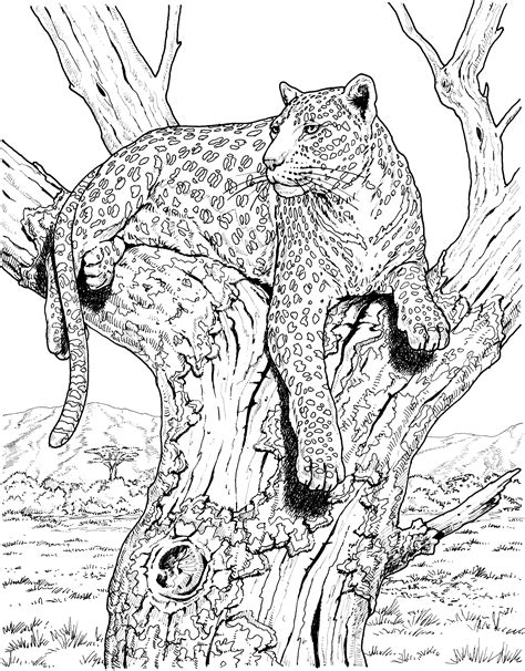 Big Cat Coloring Pages | Adult coloring pages, Coloring pages, Animal