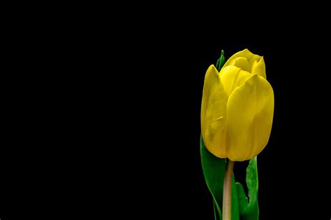 Yellow Tulip Growing Against A Black Background Yellow Flower
