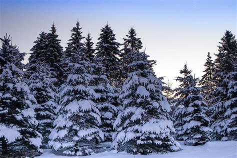 Pine Trees Covered With Snow In Wausau Wisconsin Stock Photo Image