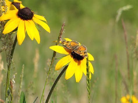 Yellow Flowers Butterfly Free Stock Photo Public Domain Pictures