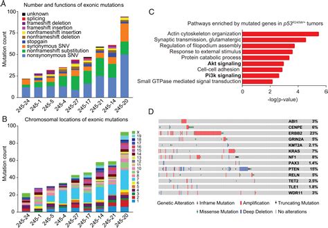 Omics Analyses Of A Somatic Trp53r245w Breast Cancer Model Identify Cooperating Driver Events
