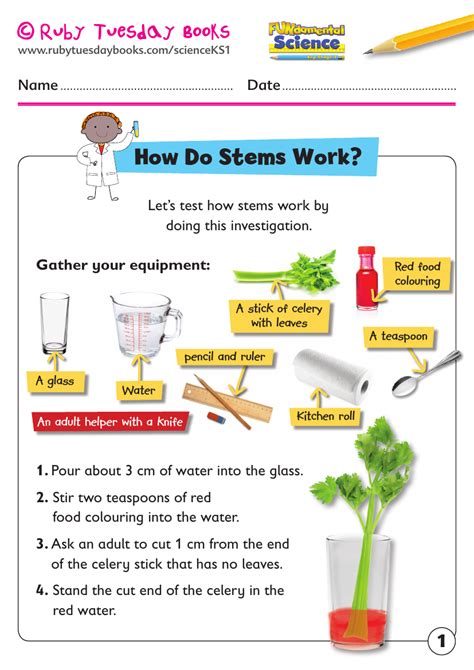 Ks1 Science Plants How Do Stems Work Celery Experiment Teaching
