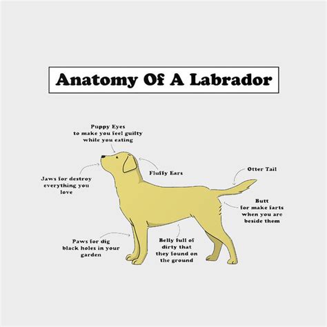 The Anatomy Of A Labrador Labrador Retriever Puppy Eyes Labrador