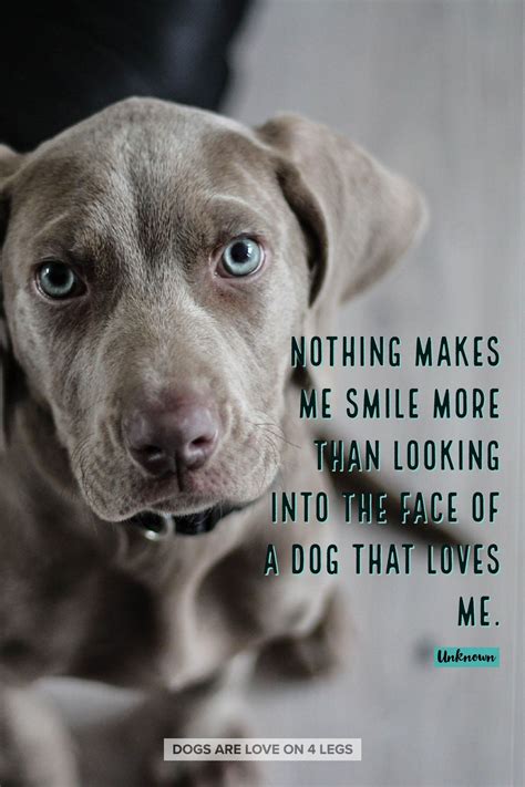31 Inspirational Quotes With Pictures Of Dogs Richi Quote