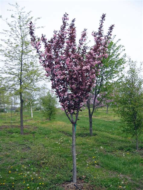 High Quality Small Decorative Trees 4 Purple Flowering