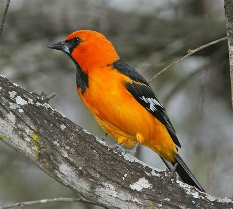 Orange And Black Bird Perching On Tree Branch · Free Stock Photo