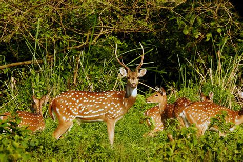 Chitwan National Park Safari Happyfeet Mountaineers