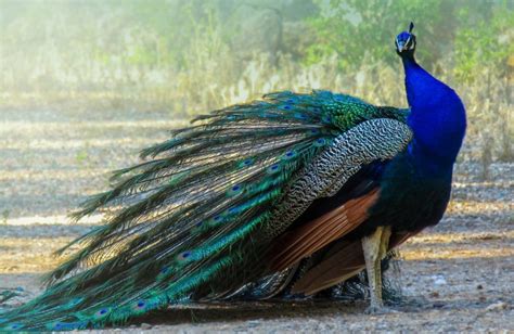 All About Peacocks Life And Facts Bird Advisors