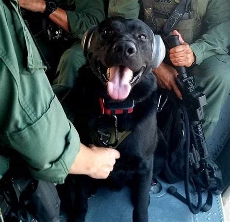 Dvids Images National Guard Uh 60 Blackhawk And Border Patrol K9