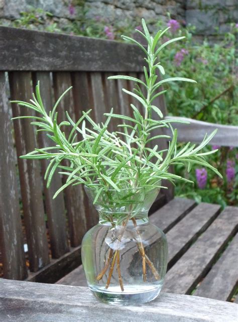 40 Herbs Houseplants And Vegetables You Can Grow In Water Plants